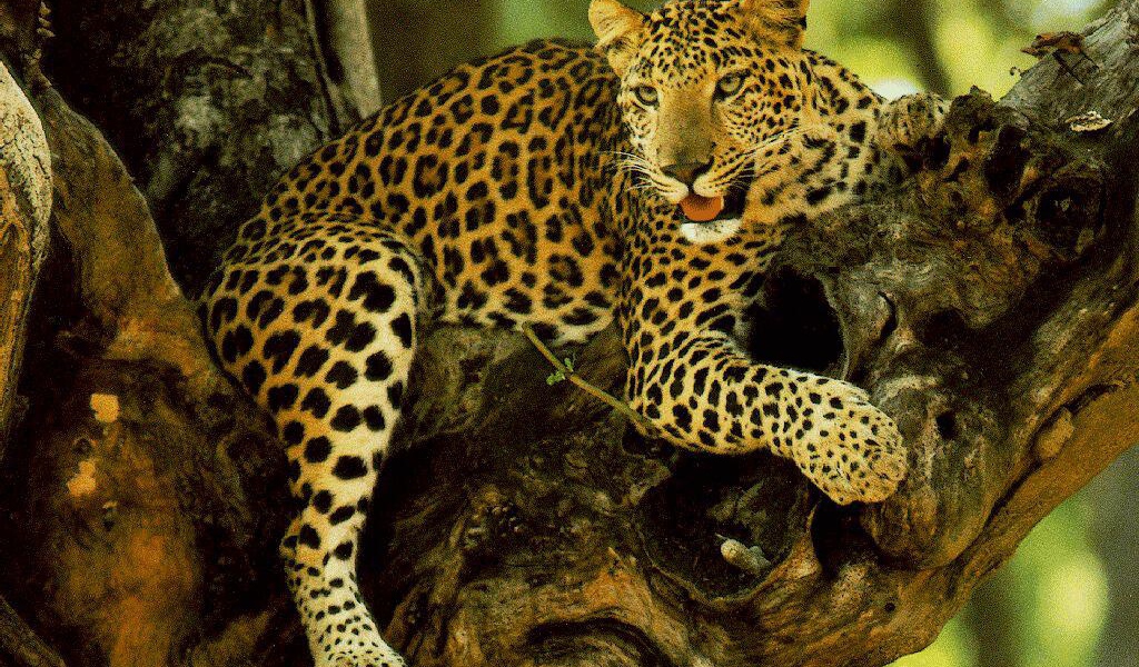 Гепард на дереве