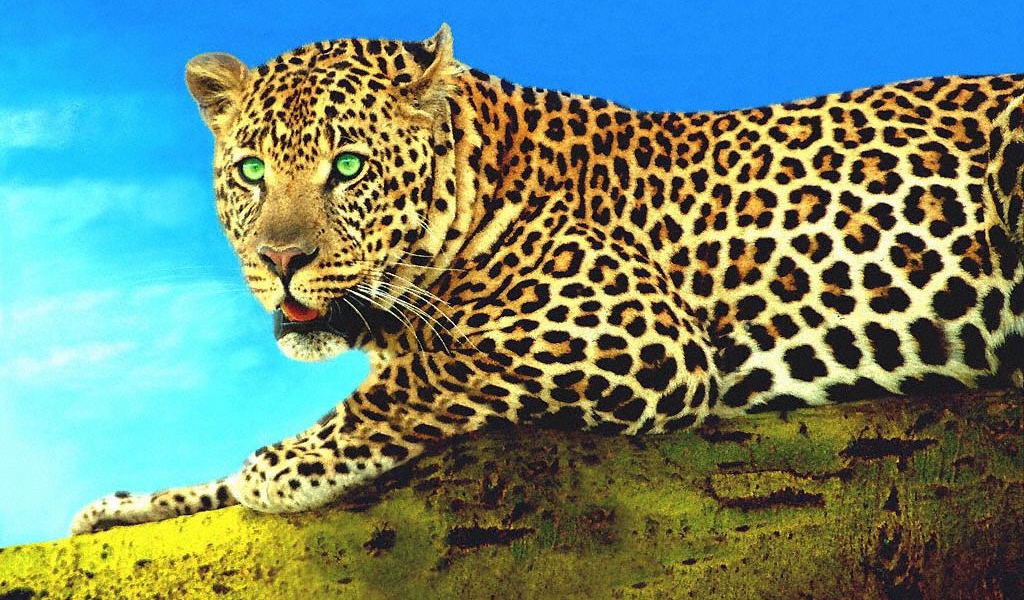 Гепард на суку