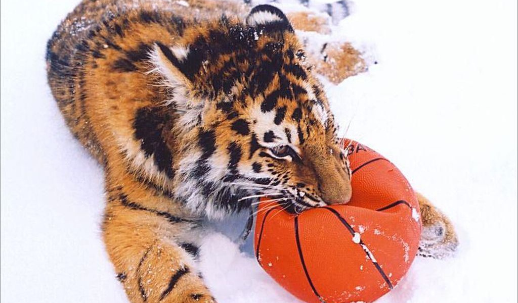 Тигр играет с мячом