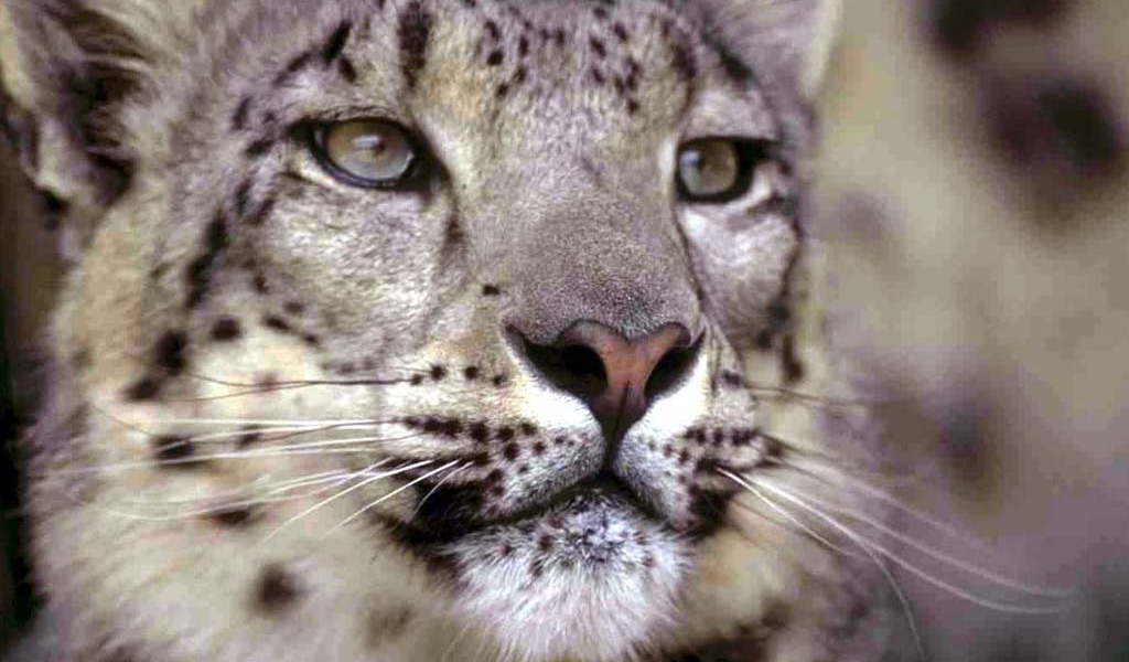 Самка гепарда