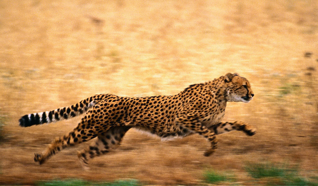 Быстрый гепард