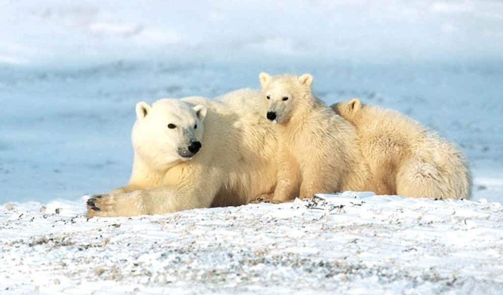 Белые звери