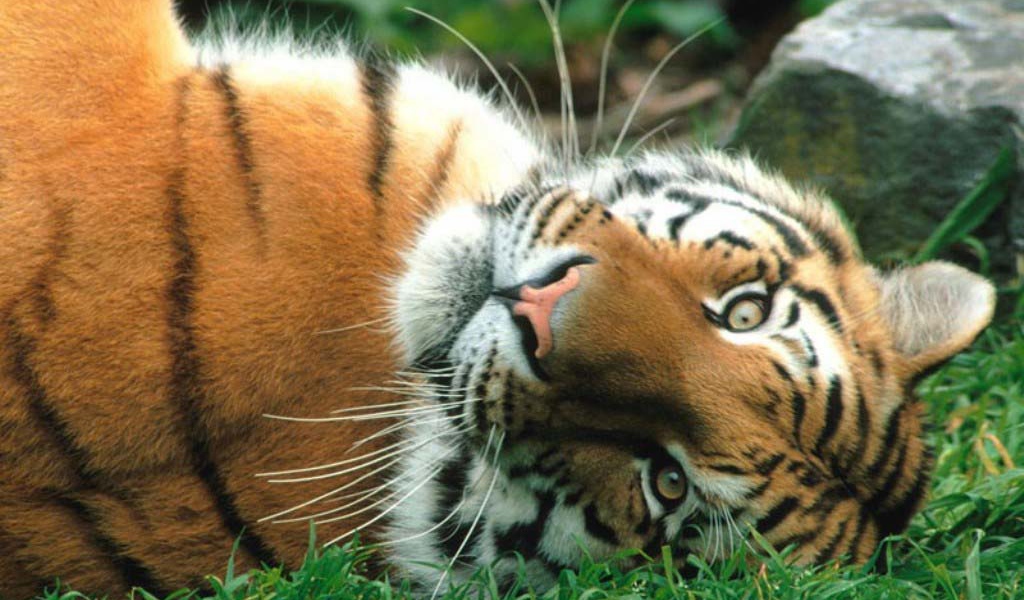 Пушистый тигр