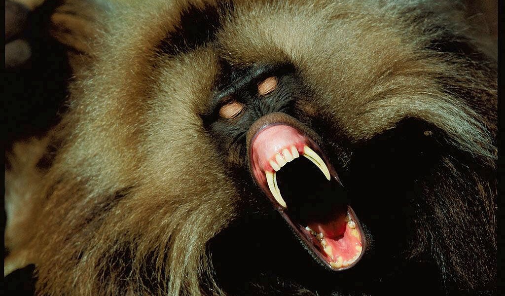 Черная обезьяна