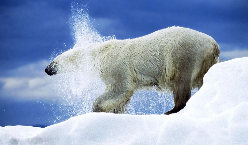 Белая медведица