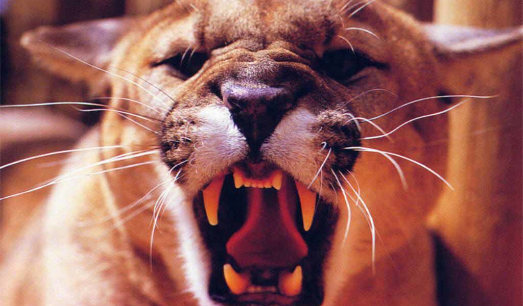 Львица рычит