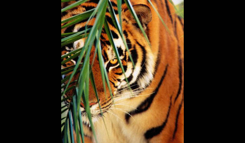 Тигр и кустик