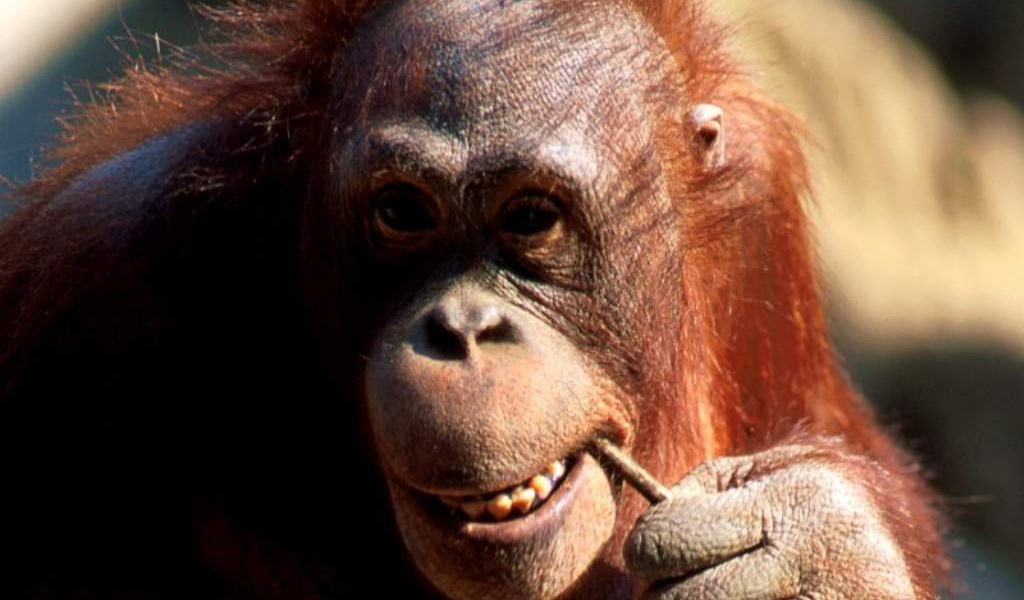 Шимпанзе обезьяна