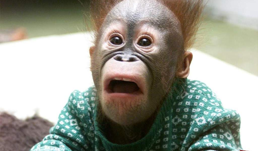 Маленькая шимпанзе