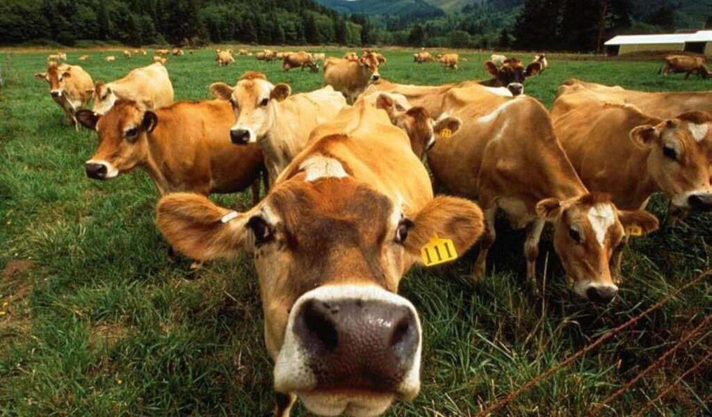 Коровы на поле