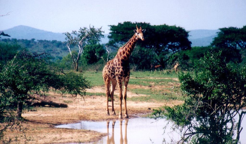 Африканский жираф