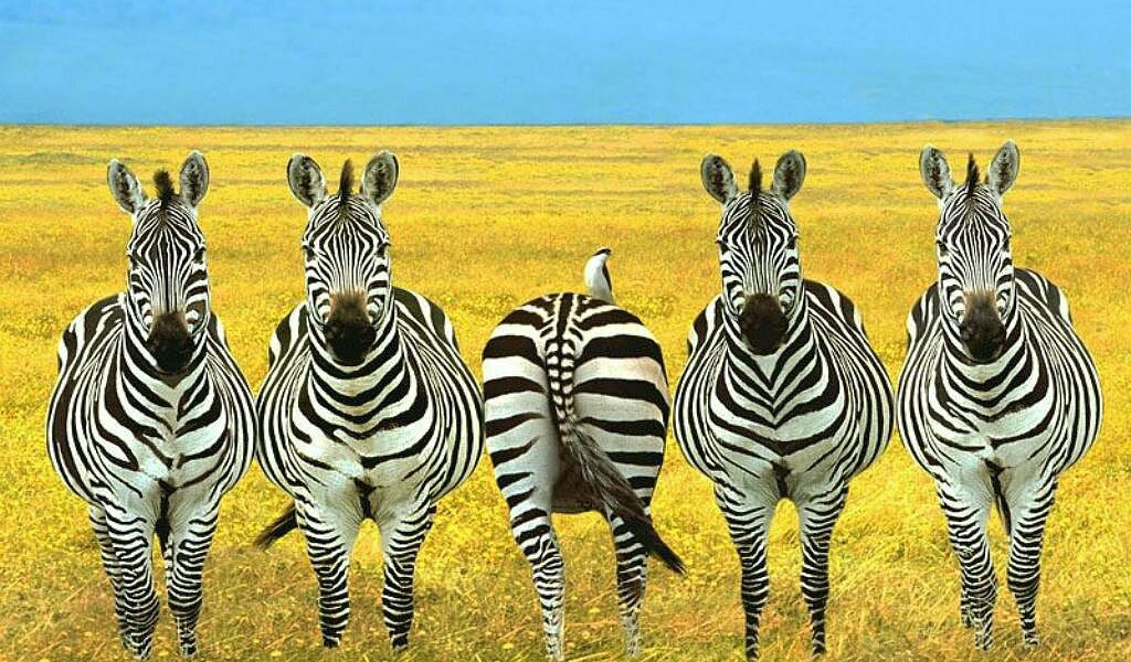 Зебры в степи