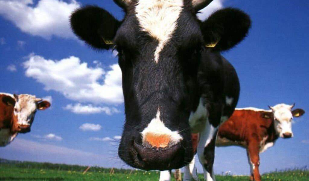 Молочные коровы
