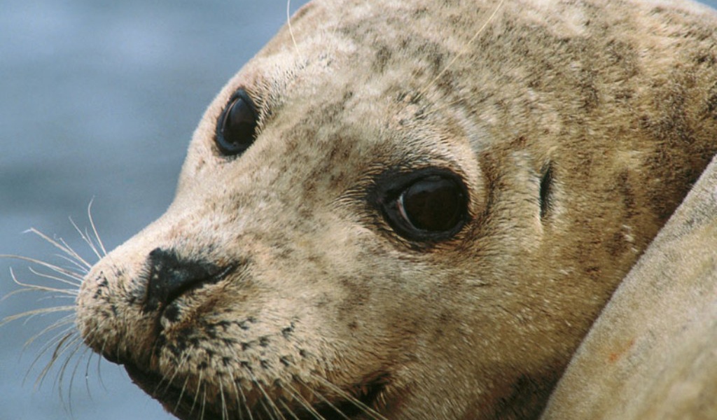 Морской котик