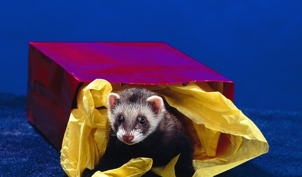 Зверёк в коробке