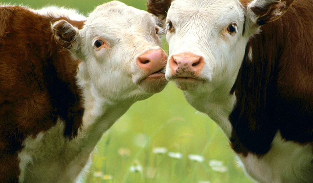Коровы целуются