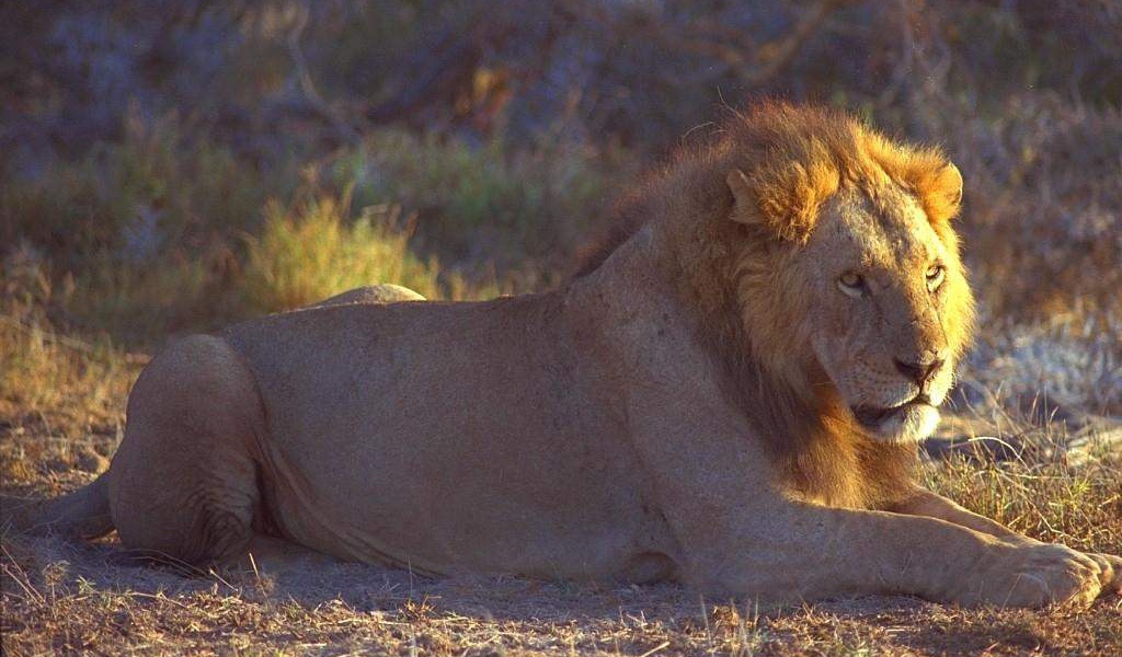 Лев на отдыхе