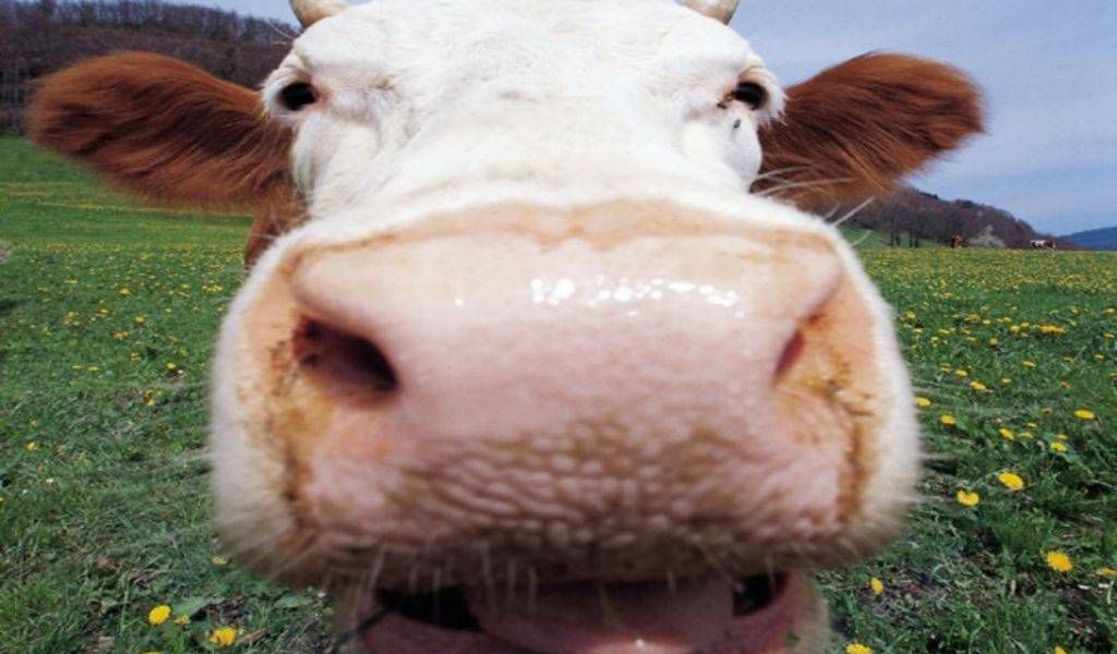 Рогатая корова