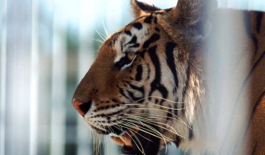 Тигр в клетке