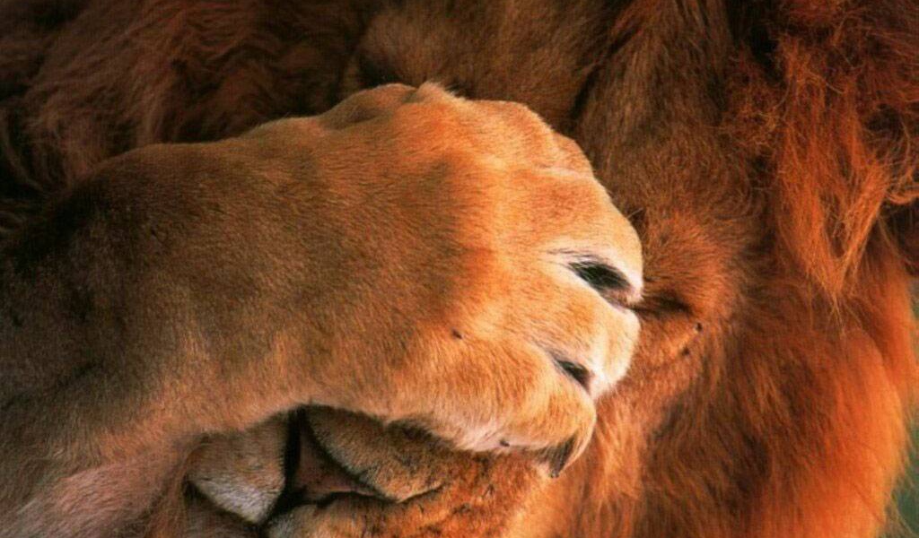 Лев с закрытыми глазами