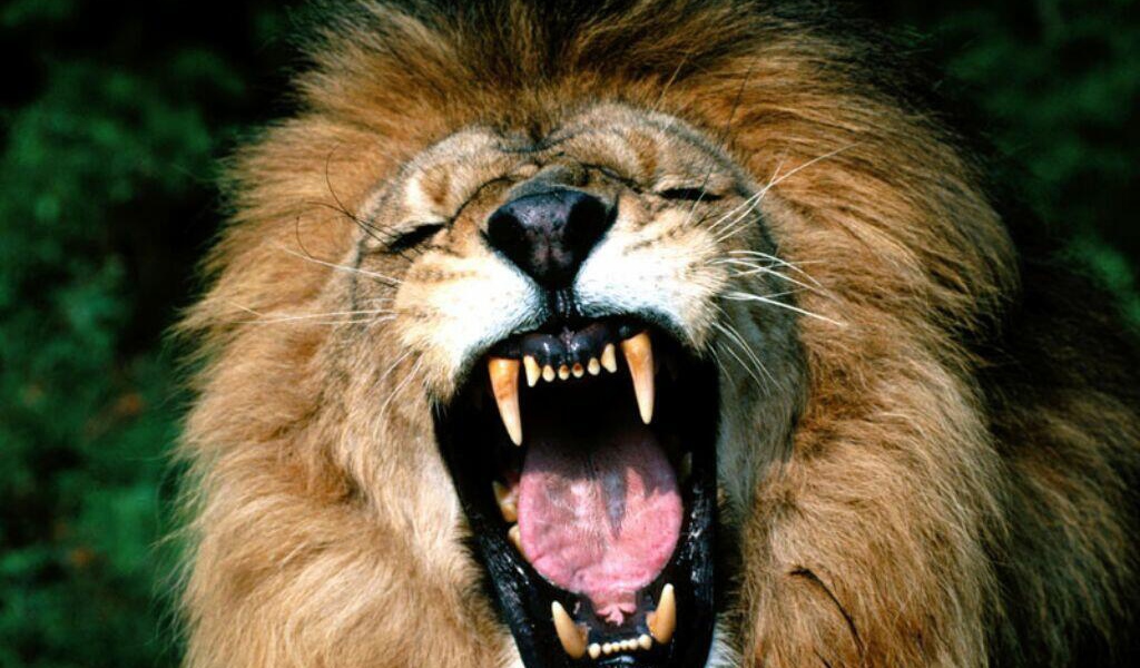 Стращный хищник лев