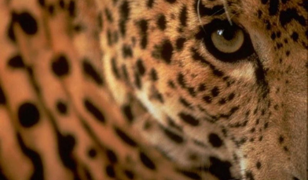 Глаза гепарда