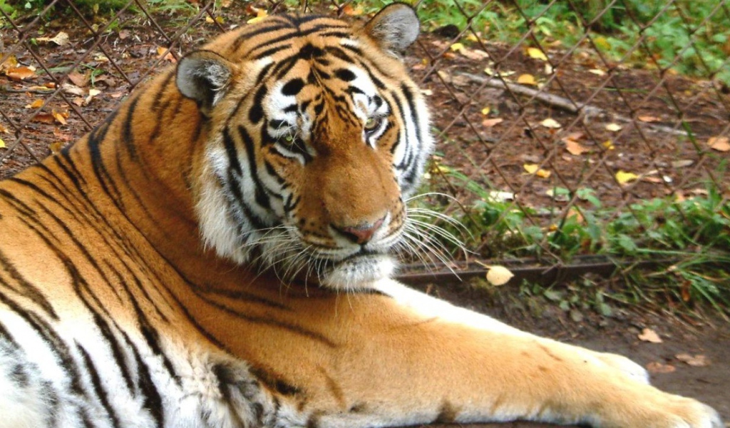 Тигр в зоопарке