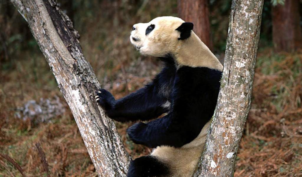 Панда на стволе дерева
