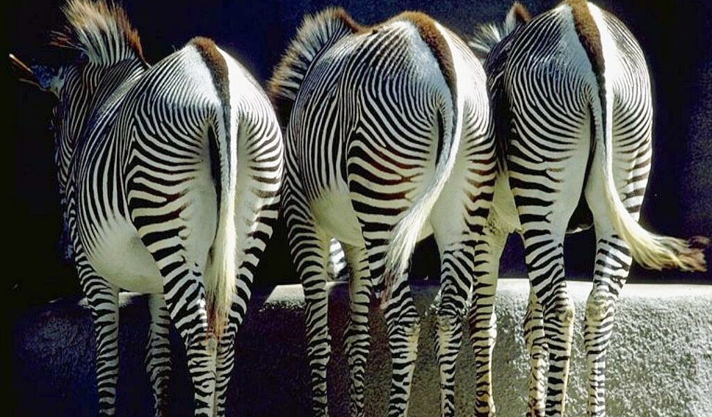 Зебры задом