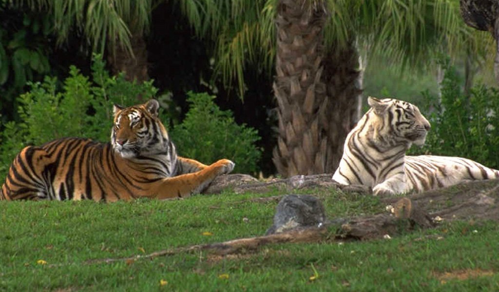 Тигры на траве