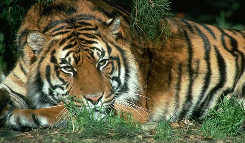 Спящий тигр