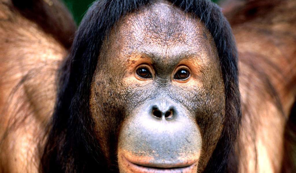 Смешная обезьяна