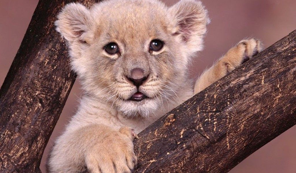 Львенок на дереве