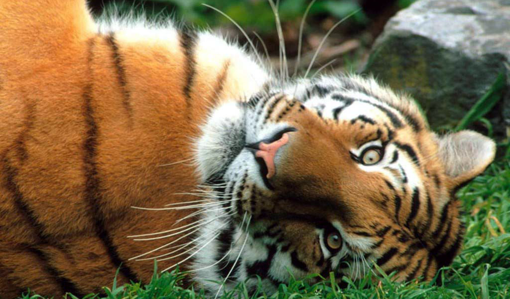 Тигр на спине