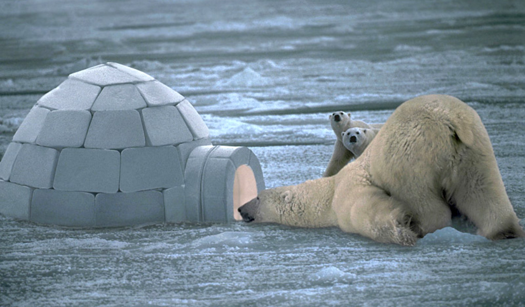 Медведь и Юрта