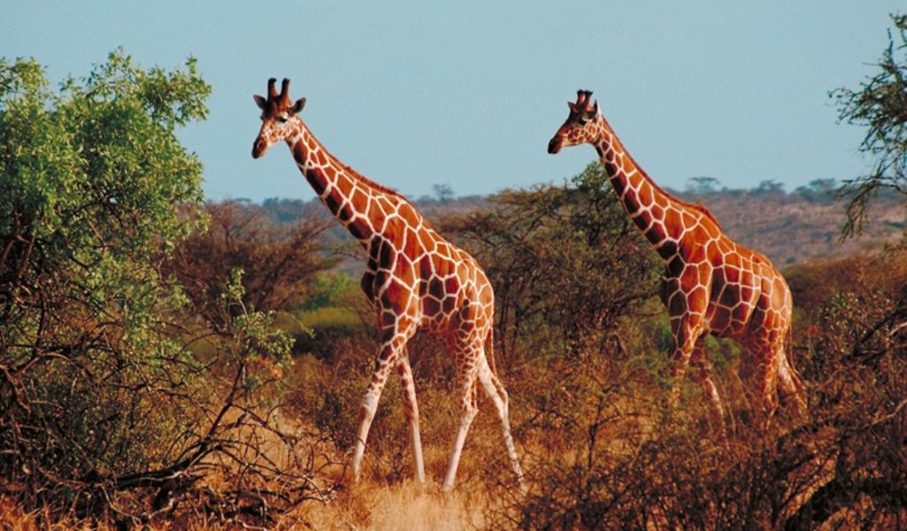 Жирафы в африке