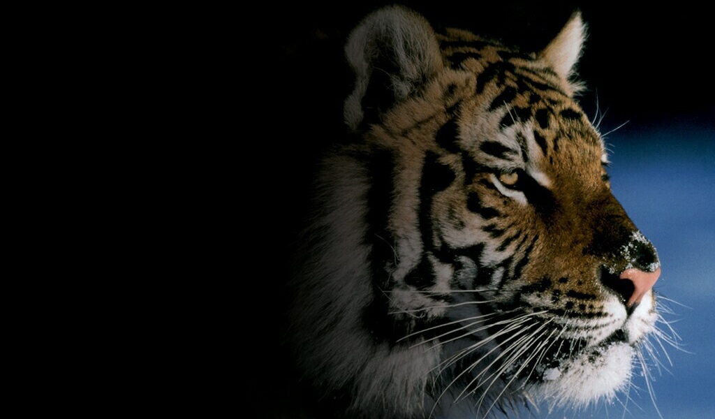 Картинка с тигром