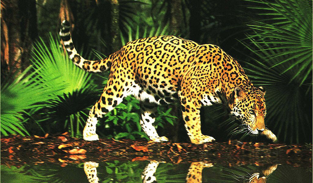 Леопард в джунглях