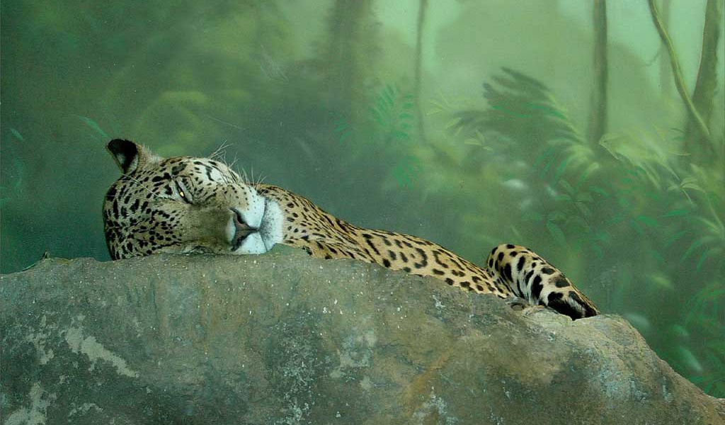 Гепард в джунглях