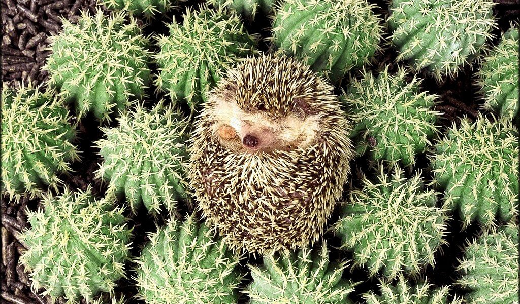 Ежик в колючках