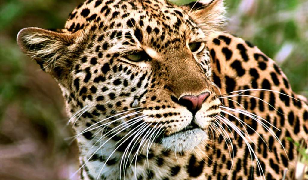 Пятнистый тигр