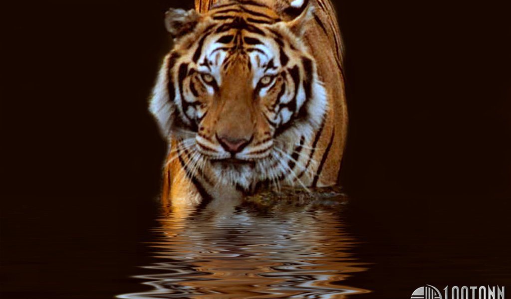 Тигр в воде