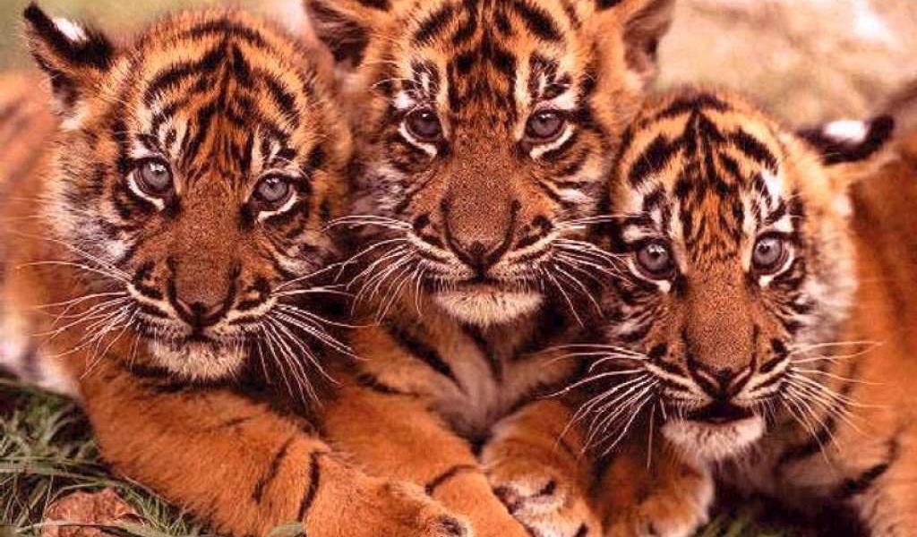 Большие кошки