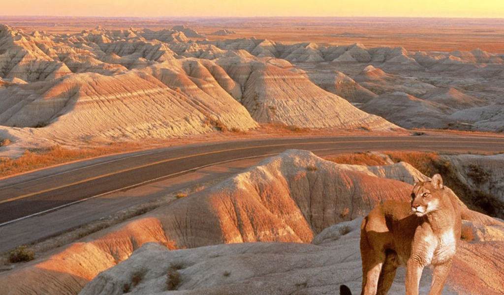 Львица красавица