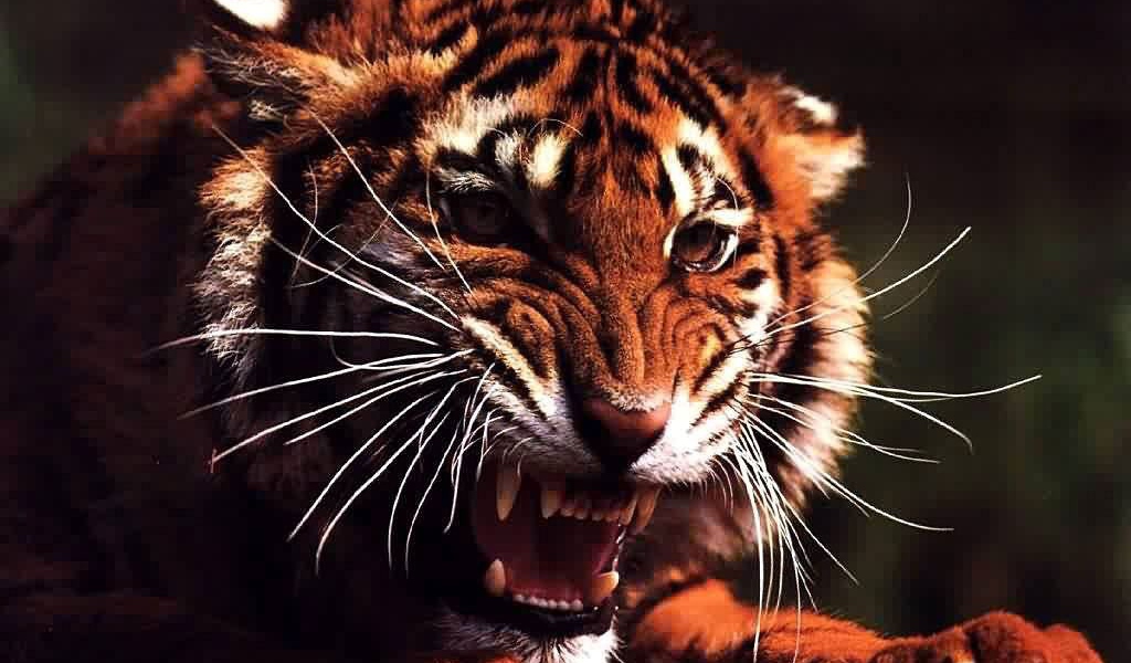 Злой тигр