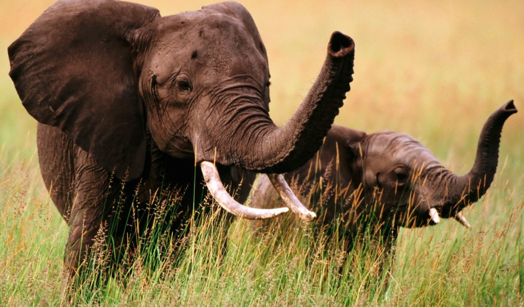 Слон и слоненок