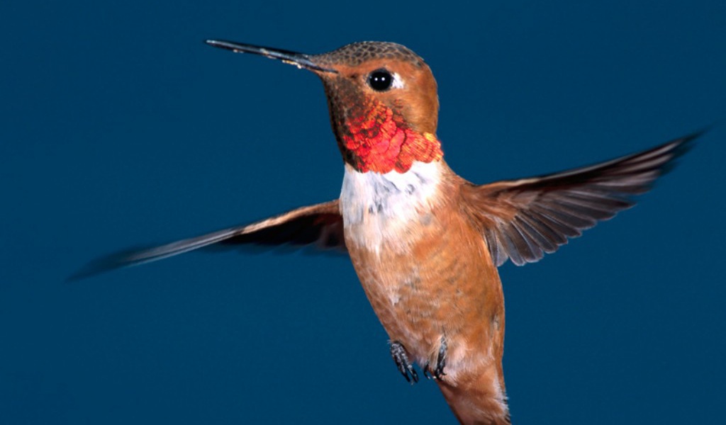 Маленькая птичка