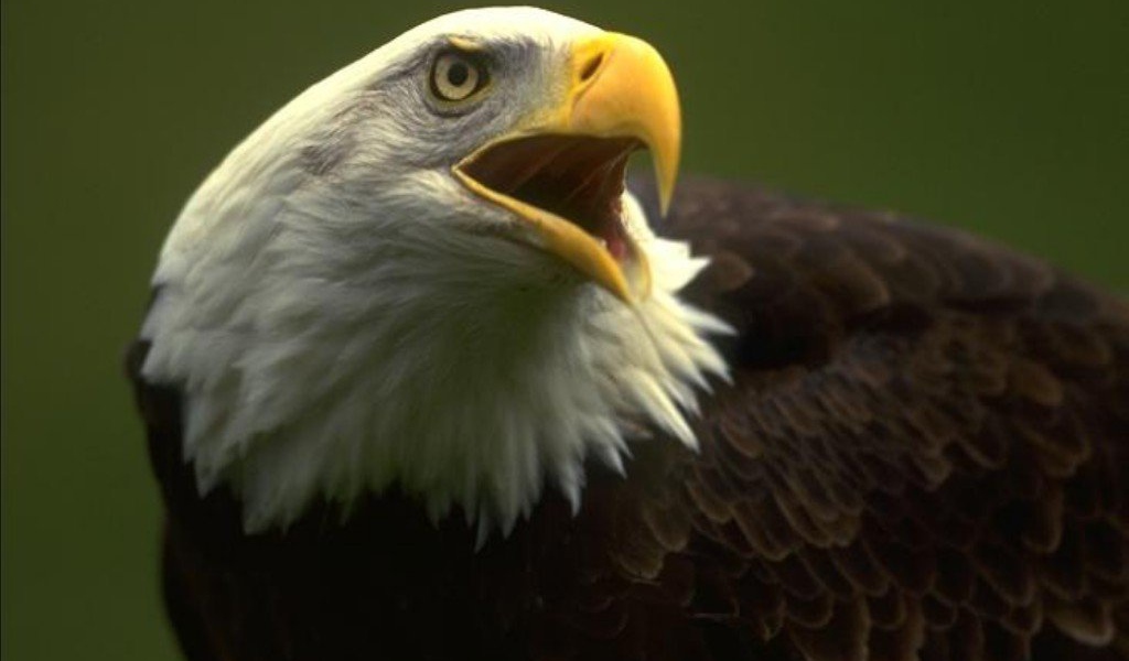 Орёл птица хищная