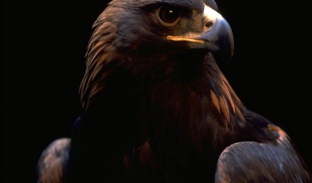 Орлиный взгляд