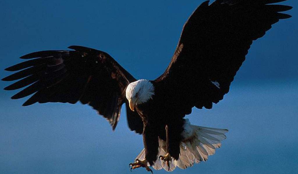 Орёл нападает на жертву